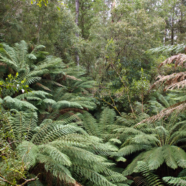 7 Tips To Make Your Great Ocean Road Tour Amazing | Journo Travel Journal